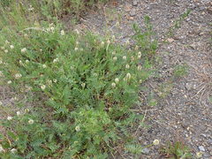 Astragalus inopinatus