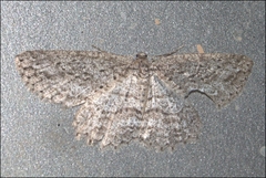 Ectropis fractaria