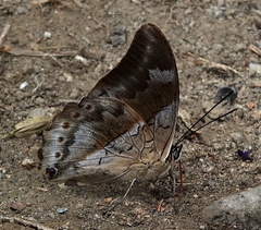 Archaeoprepona chromus chromus