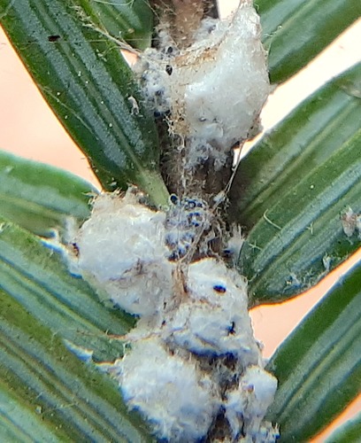 Hemlock Woolly Adelgid