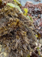 Odonthalia