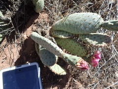 Opuntia basilaris brachyclada
