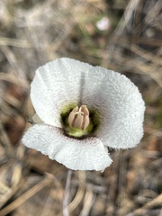 Calochortus howellii