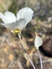 Calochortus howellii