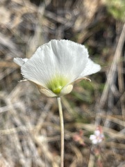Calochortus howellii