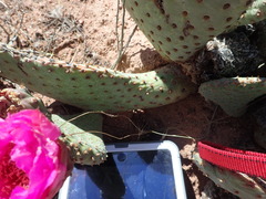 Opuntia basilaris brachyclada