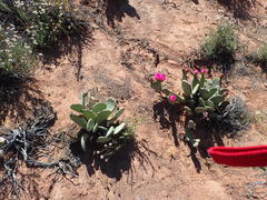 Opuntia basilaris brachyclada