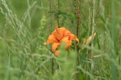 Hemerocallis fulva kwanso