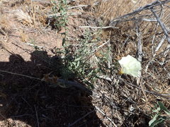 Calystegia peirsonii