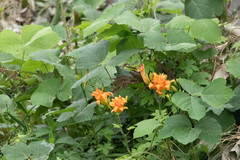 Hemerocallis fulva kwanso