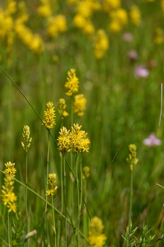 Image of Narthecium americanum by (c) Bonnie Semmling, some rights reserved (CC BY)