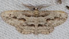Iridopsis pergracilis
