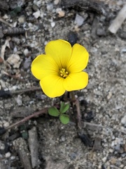 Oxalis perdicaria