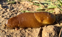 Ariolimax californicus