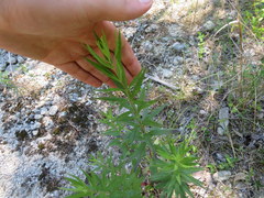 Brickellia eupatorioides eupatorioides
