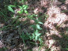 Spigelia marilandica