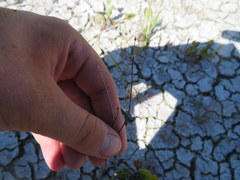 Eleocharis engelmannii