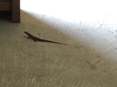 Eutropis longicaudata