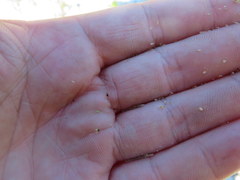 Eleocharis engelmannii