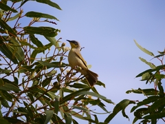 Ptilotula keartlandi