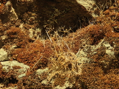 Lomatium hallii