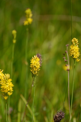 Image of Narthecium americanum by (c) Bonnie Semmling, some rights reserved (CC BY)