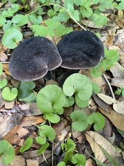 Tylopilus griseocarneus