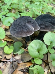 Tylopilus griseocarneus