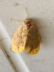 Arna pseudoconspersa