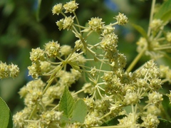 Lippia pringlei