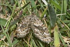 Chrysolarentia