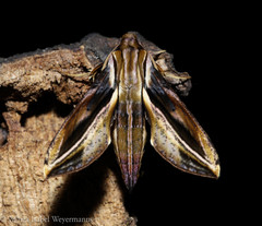Xylophanes thyelia thyelia