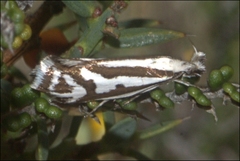 Orthiastis hyperocha