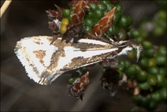 Orthiastis hyperocha