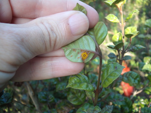 Austropuccinia psidii image
