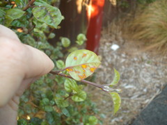 Austropuccinia psidii image