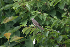 Hypsipetes amaurotis