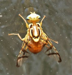 Zonosemata vittigera