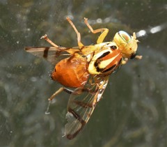 Zonosemata vittigera