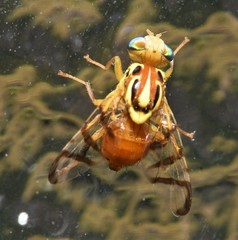 Zonosemata vittigera