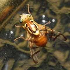 Zonosemata vittigera