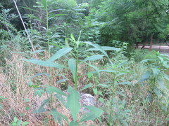 Verbesina alternifolia