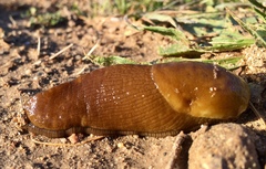 Ariolimax californicus