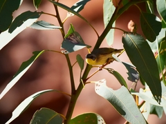 Ptilotula keartlandi