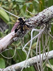 Mallophora orcina image