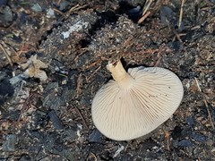 Clitocybe paraditopa