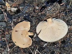 Clitocybe paraditopa