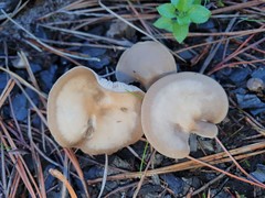Clitocybe paraditopa