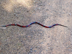 Lampropeltis polyzona