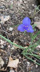 Tradescantia occidentalis